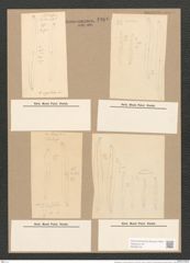 Pleurosigma var. curvulum (Kuetz) Grun. (de-Toni-Nr.: Genus 13, Species 1076) Zeichnungen Sammlung Grunow Nr. 1966 (NHMW-BOT-W0369109)